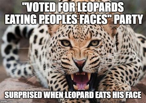 face eating leopard|leopards eat my face meaning.